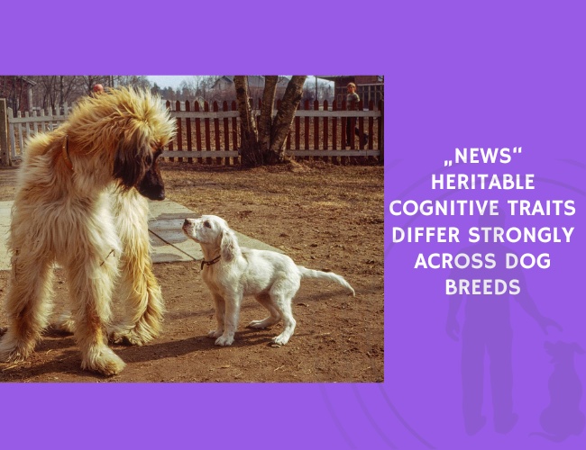 Heritable Cognitive Traits Differ Strongly Across Dog Breeds