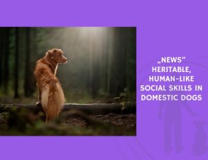 Heritable, Human-Like Social Skills in Domestic Dogs