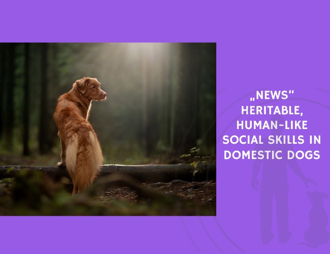 Heritable, Human-Like Social Skills in Domestic Dogs