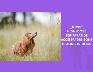 High-Dose Teriparatide Accelerates Bone Healing in Dogs