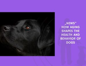 How Aging Shapes the Health and Behavior of Dogs