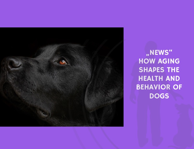 How Aging Shapes the Health and Behavior of Dogs
