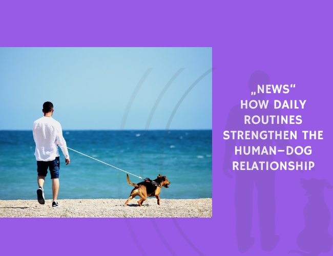 How Daily Routines Strengthen the Human–Dog Relationship