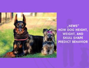 How Dog Height, Weight, and Skull Shape Predict Behavior