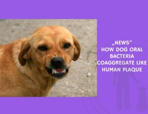 How Dog Oral Bacteria Coaggregate Like Human Plaque