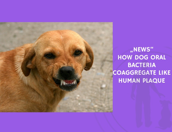 How Dog Oral Bacteria Coaggregate Like Human Plaque
