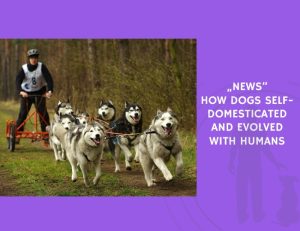 How Dogs Self-Domesticated and Evolved with Humans