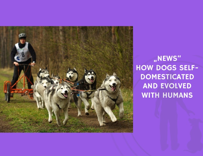 How Dogs Self-Domesticated and Evolved with Humans