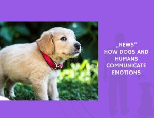 How Dogs and Humans Communicate Emotions