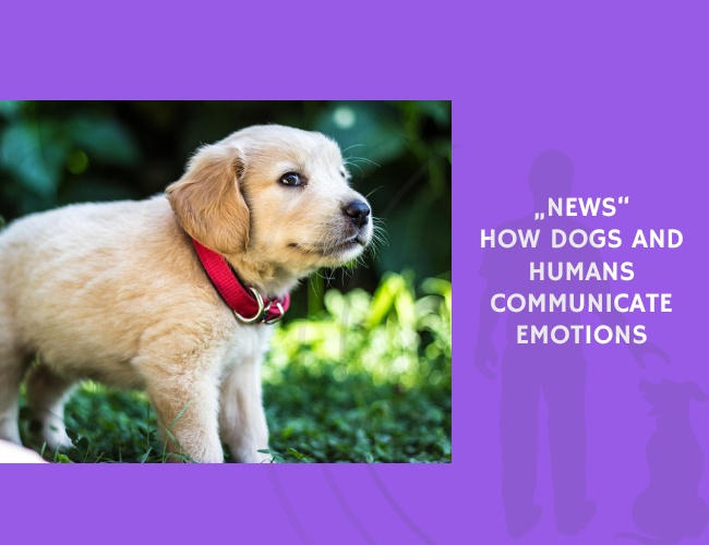 How Dogs and Humans Communicate Emotions