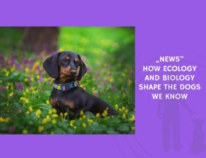 How Ecology and Biology Shape the Dogs We Know