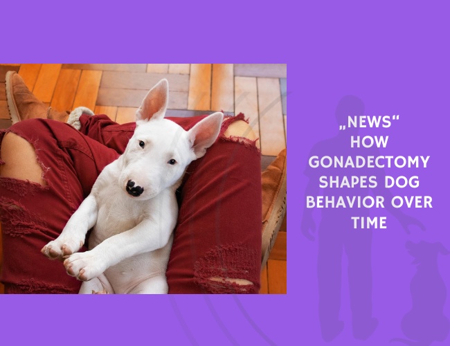 How Gonadectomy Shapes Dog Behavior Over Time