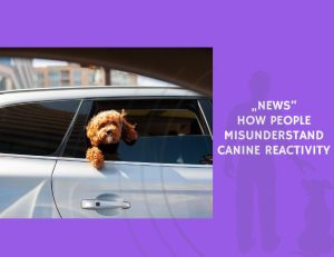 How People Misunderstand Canine Reactivity
