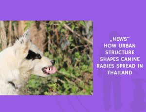 How Urban Structure Shapes Canine Rabies Spread in Thailand