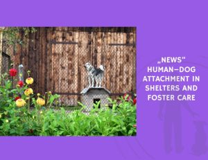 Human–Dog Attachment in Shelters and Foster Care