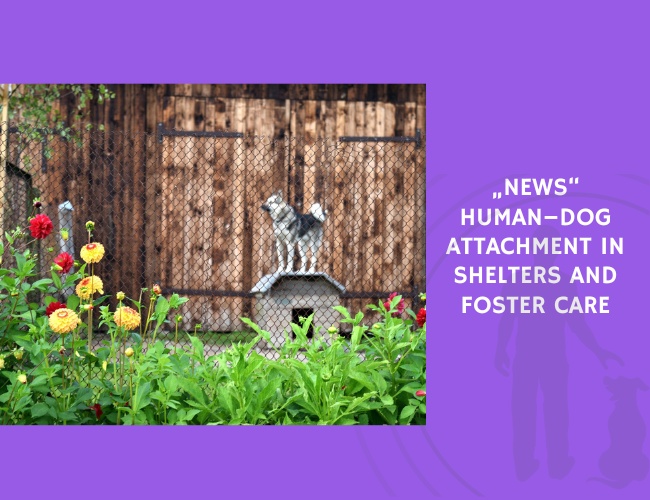 Human–Dog Attachment in Shelters and Foster Care