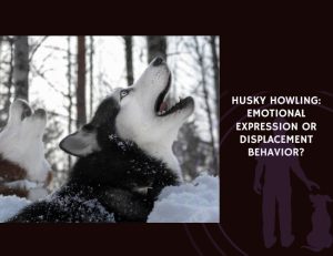 Husky Howling Emotional Expression or Displacement Behavior