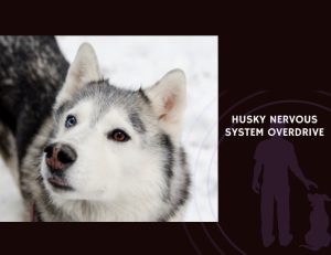 Husky Nervous System Overdrive