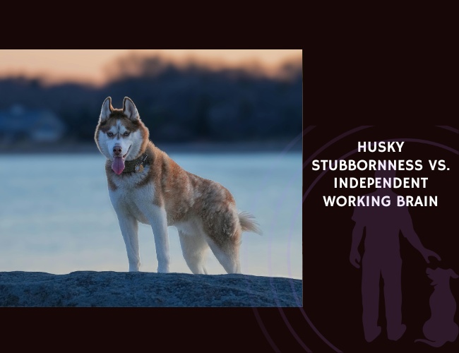 Husky Stubbornness vs. Independent Working Brain Understanding Your Siberian's Unique Intelligence