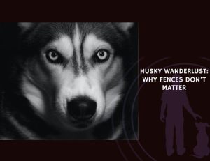 Husky Wanderlust Why Fences Don’t Matter