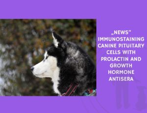 Immunostaining Canine Pituitary Cells with Prolactin and Growth Hormone Antisera