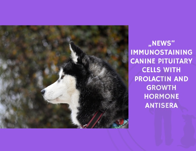 Immunostaining Canine Pituitary Cells with Prolactin and Growth Hormone Antisera