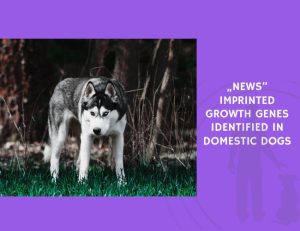Imprinted Growth Genes Identified in Domestic Dogs