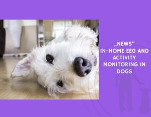 In-Home EEG and Activity Monitoring in Dogs