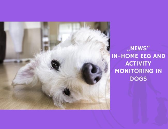 In-Home EEG and Activity Monitoring in Dogs