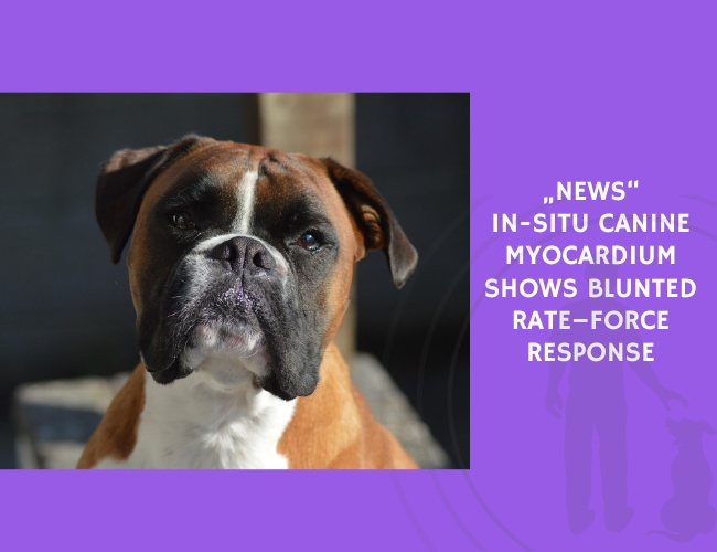 In-Situ Canine Myocardium Shows Blunted Rate–Force Response