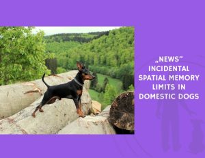 Incidental Spatial Memory Limits in Domestic Dogs
