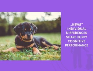 Individual Differences Shape Puppy Cognitive Performance