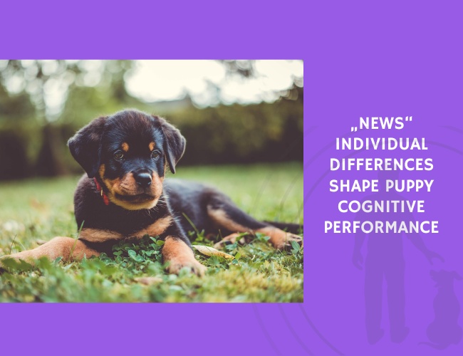 Individual Differences Shape Puppy Cognitive Performance