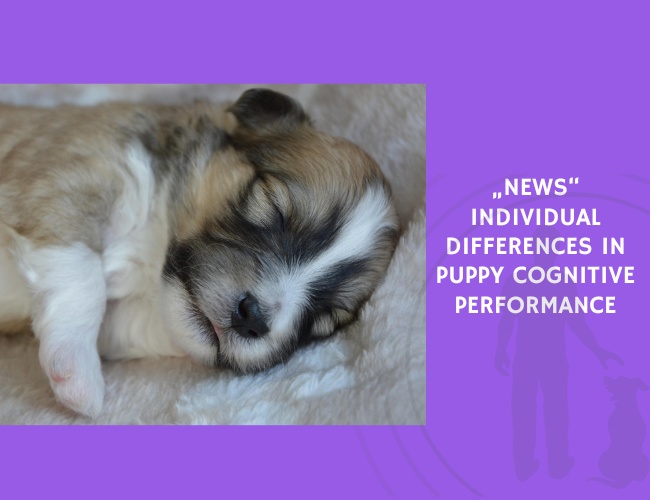 Individual Differences in Puppy Cognitive Performance