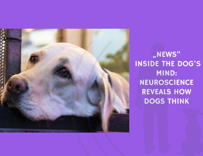 Inside the Dog’s Mind Neuroscience Reveals How Dogs Think