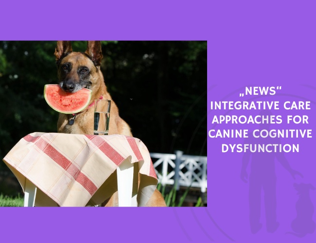 Integrative Care Approaches for Canine Cognitive Dysfunction