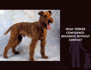 Irish Terrier Confidence Boldness Without Conflict
