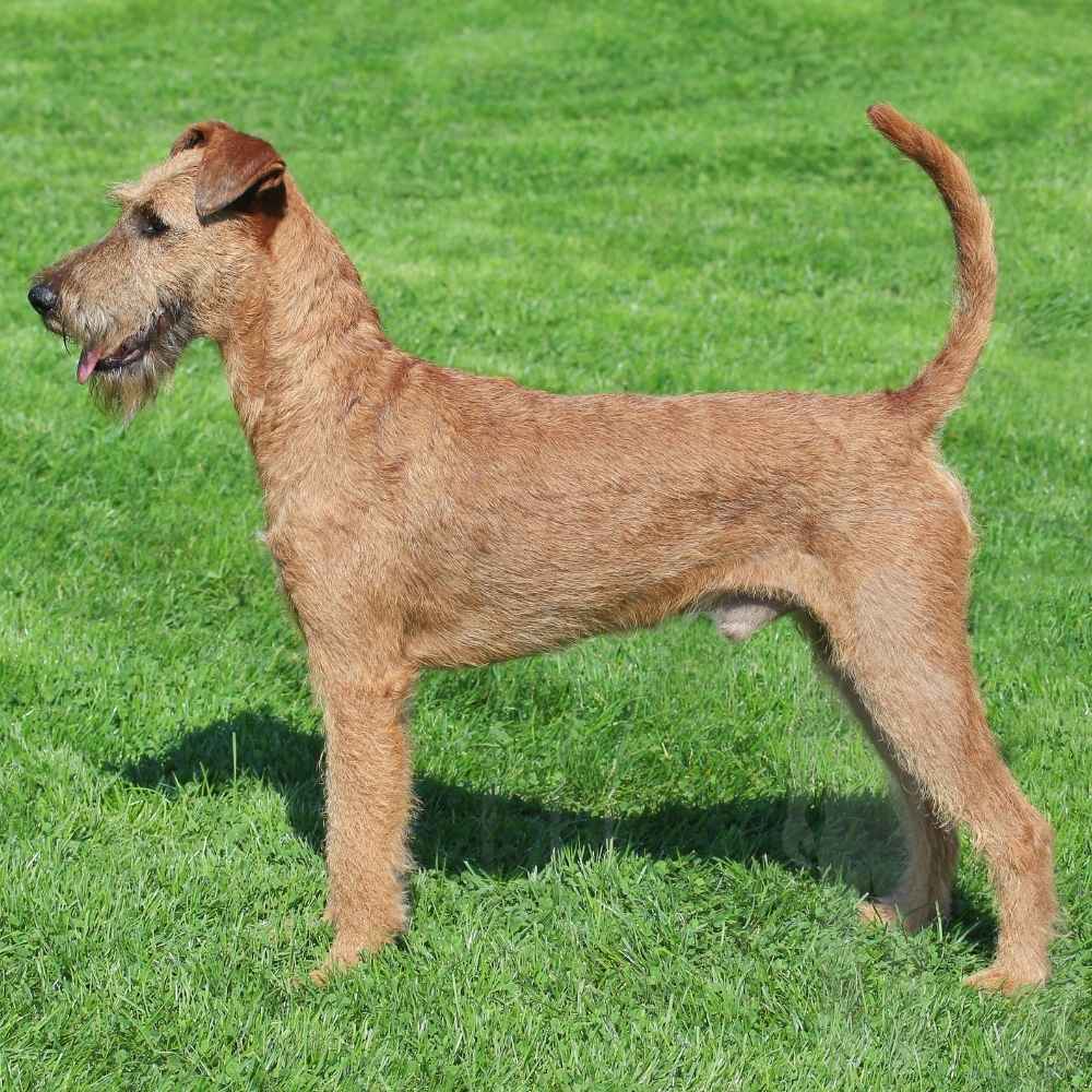 Irish Terrier