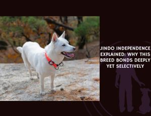 Jindo Independence Explained Why This Breed Bonds Deeply Yet Selectively