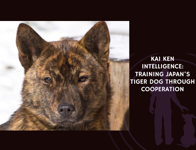 Kai Ken Intelligence Training Japan’s Tiger Dog Through Cooperation