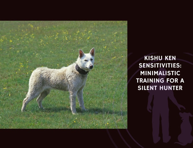 Kishu Ken Sensitivities Minimalistic Training for a Silent Hunter
