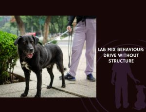Lab Mix Behaviour Drive Without Structure