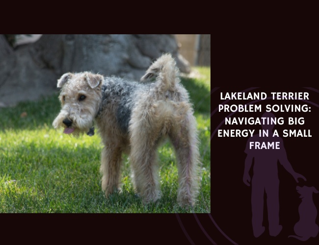 Lakeland Terrier Problem Solving Navigating Big Energy in a Small Frame