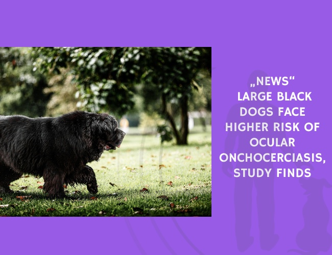 Large Black Dogs Face Higher Risk of Ocular Onchocerciasis, Study Finds
