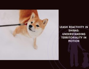 Leash Reactivity in Shibas Understanding Territoriality in Motion