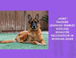 Machine Learning Enables Wireless Behavior Recognition in Working Dogs