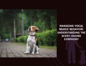 Managing Vocal Beagle Behavior Understanding the Scent-Hound Symphony