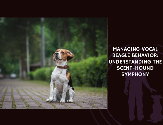 Managing Vocal Beagle Behavior Understanding the Scent-Hound Symphony