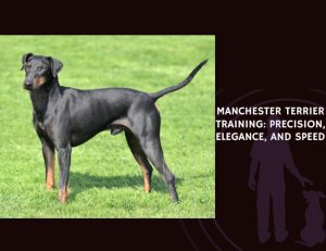 Manchester Terrier Training Precision, Elegance, and Speed