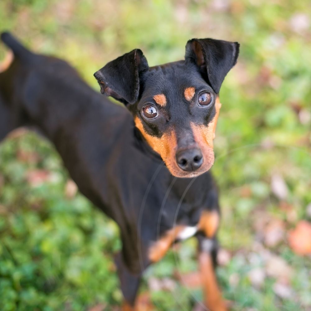 Manchester Terrier